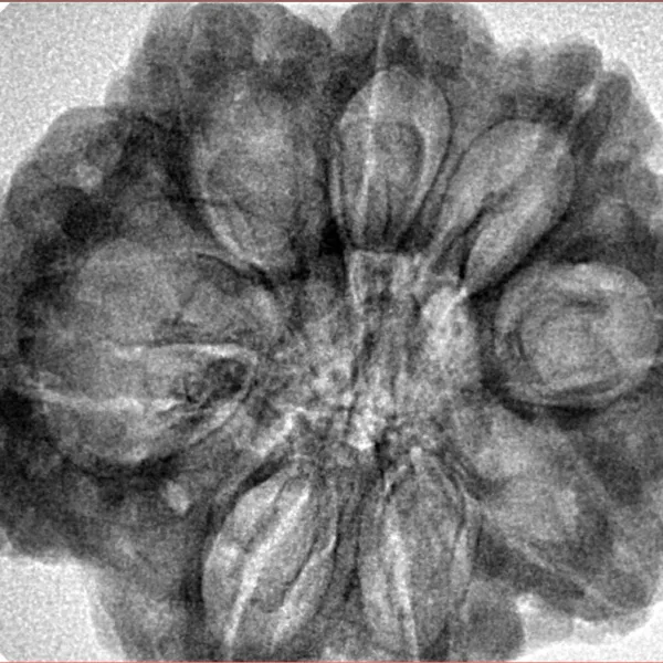 8 Mukhi Rudraksha 31.1mm 7.43gm - Inverse xray