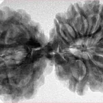 12 MK Gaurishankar 40.3mm 7.67gm - Inverse xray