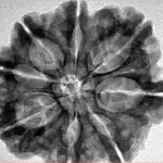 8 Mukhi Rudraksha 29.4mm 5.85gm - Inverse xray