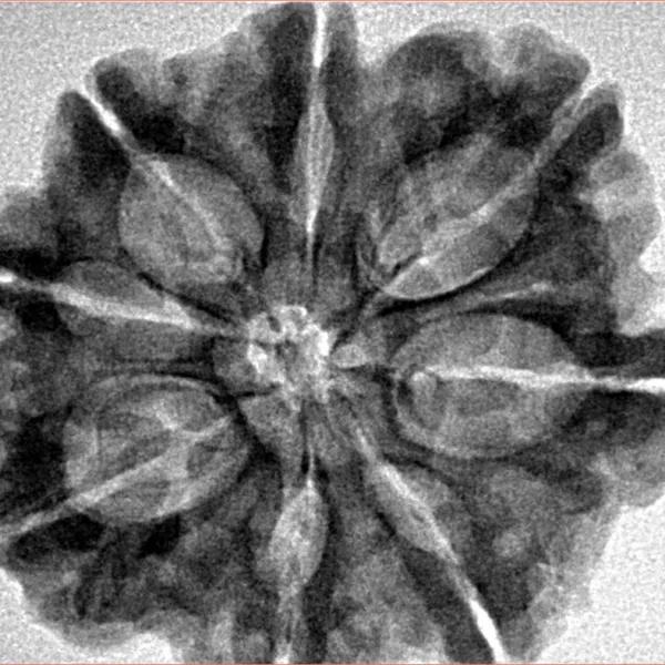 8 Mukhi Rudraksha 29.4mm 5.85gm - Inverse xray