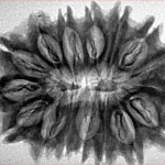 16 Mukhi Rudraksha 32.7mm 5.4gm - Inverse xray