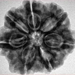 7 Mukhi Rudraksha 27.2mm 6.12gm - Inverse xray