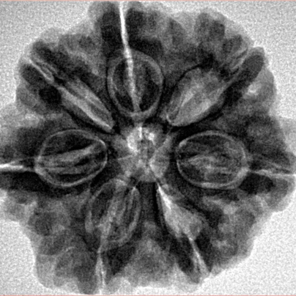 7 Mukhi Rudraksha 27.2mm 6.12gm - Inverse xray