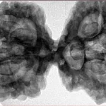 9 Mukhi Mini Trijuti 42.7mm 9.93gm - Inverse xray