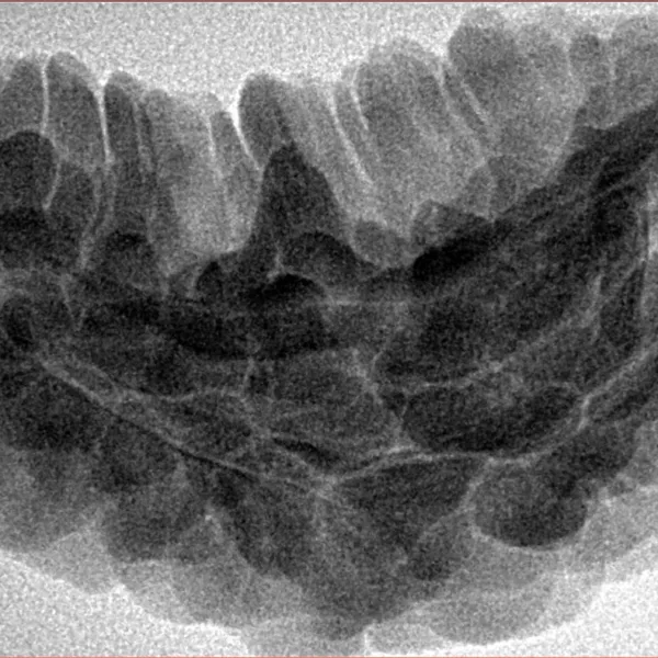 1 Mukhi Rudraksha 34.9mm 6.75gm - Inverse xray