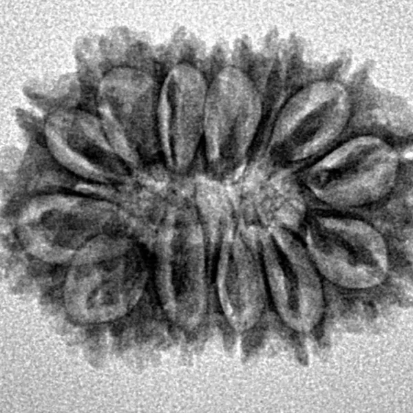 14 Mukhi Rudraksha 25.8mm 2.9gm - Inverse xray