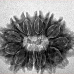 14 Mukhi Rudraksha 27.4mm 4.47gm - Inverse xray