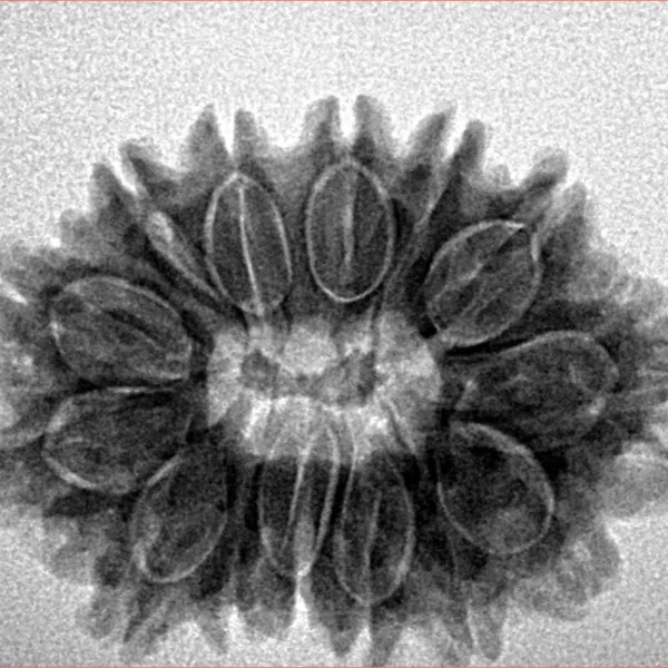 14 Mukhi Rudraksha 27.4mm 4.47gm - Inverse xray