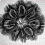 8 Mukhi Rudraksha 26.6mm 6gm - Inverse xray