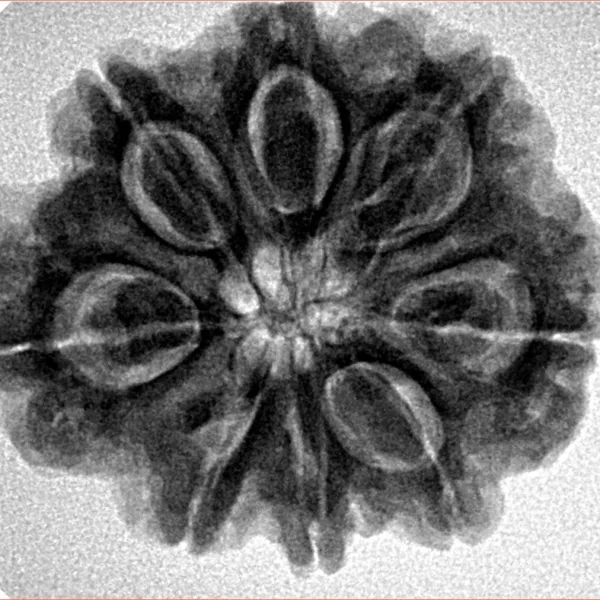 8 Mukhi Rudraksha 26.6mm 6gm - Inverse xray