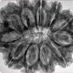 11 Mukhi Rudraksha 32mm 7.17gm - Inverse xray