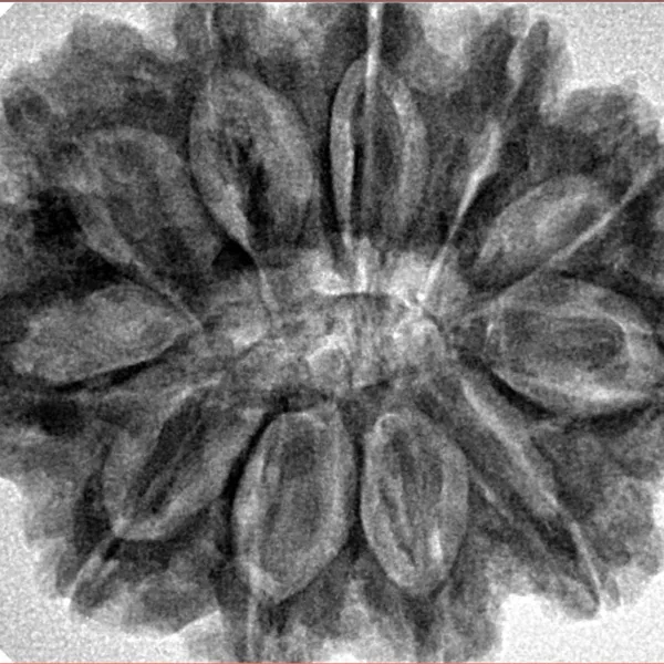 11 Mukhi Rudraksha 32mm 7.17gm - Inverse xray