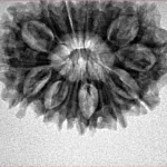 14 Mukhi Rudraksha 27.4mm 3.78gm - Inverse xray
