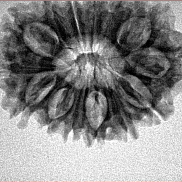 14 Mukhi Rudraksha 27.4mm 3.78gm - Inverse xray