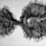 19 MK Gaurishankar 39.1mm 5.49gm - Inverse xray