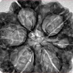 6 Mukhi Rudraksha 32.5mm 7.62gm - Inverse xray