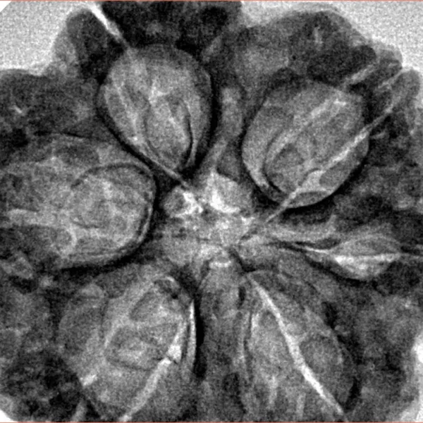 6 Mukhi Rudraksha 32.5mm 7.62gm - Inverse xray
