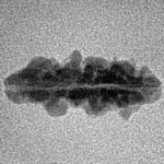 1 Mukhi Rudraksha 18.8mm 0.53gm - Inverse xray