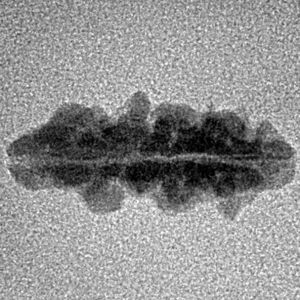 1 Mukhi Rudraksha 18.8mm 0.53gm - Inverse xray