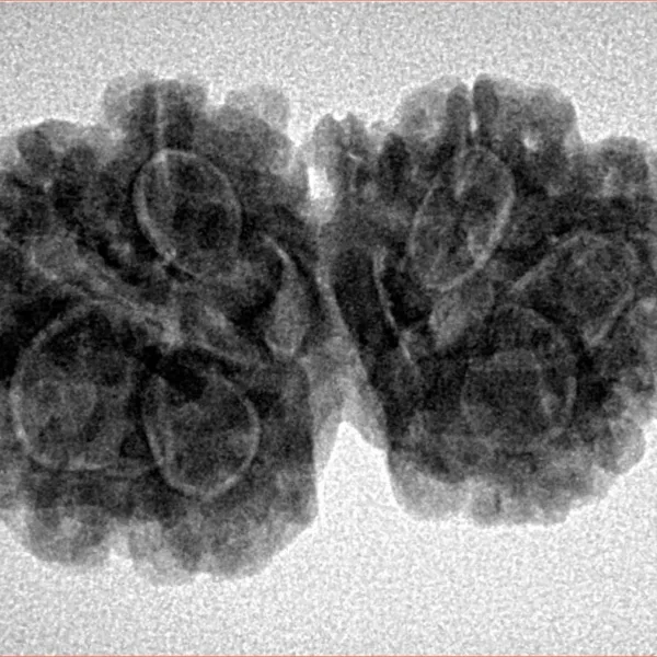 7 Mukhi G.S & Ganesh 30.3mm 5.13gm - Inverse xray