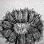 14 Mukhi Rudraksha 27.2mm 3.3gm - Inverse xray