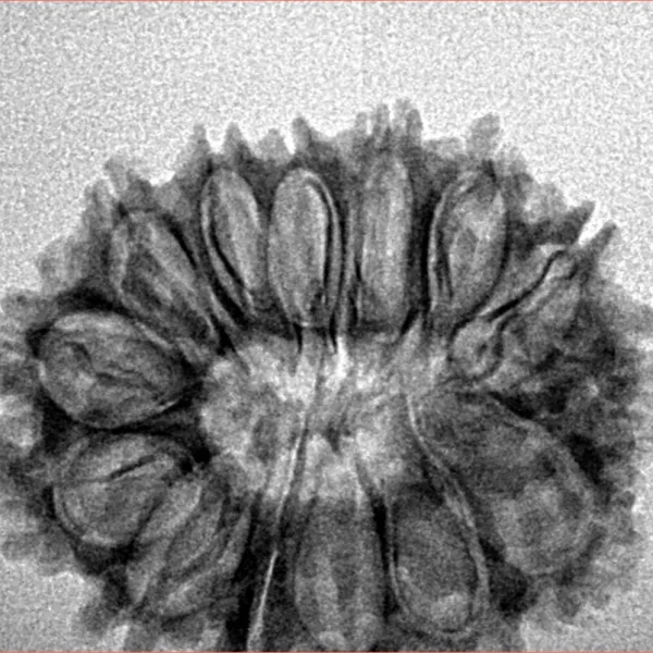 14 Mukhi Rudraksha 27.2mm 3.3gm - Inverse xray