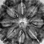8 Mukhi Rudraksha 29.2mm 5.06gm - Inverse xray