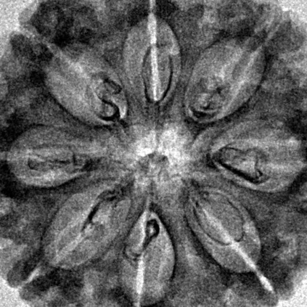 8 Mukhi Rudraksha 29.2mm 5.06gm - Inverse xray