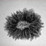 15 Mukhi Rudraksha 22.3mm 2.98gm - Inverse xray