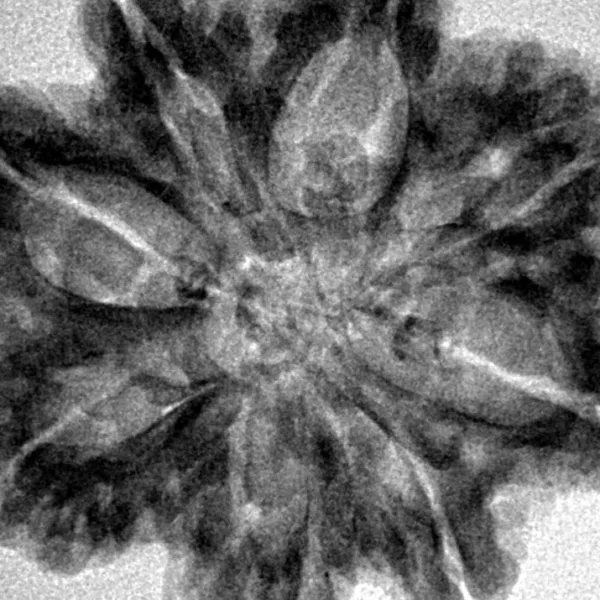 8 Mukhi Rudraksha 29.4mm 5.83gm - Inverse xray