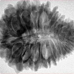 20 Mukhi Rudraksha 29.9mm 5.67gm - Inverse xray