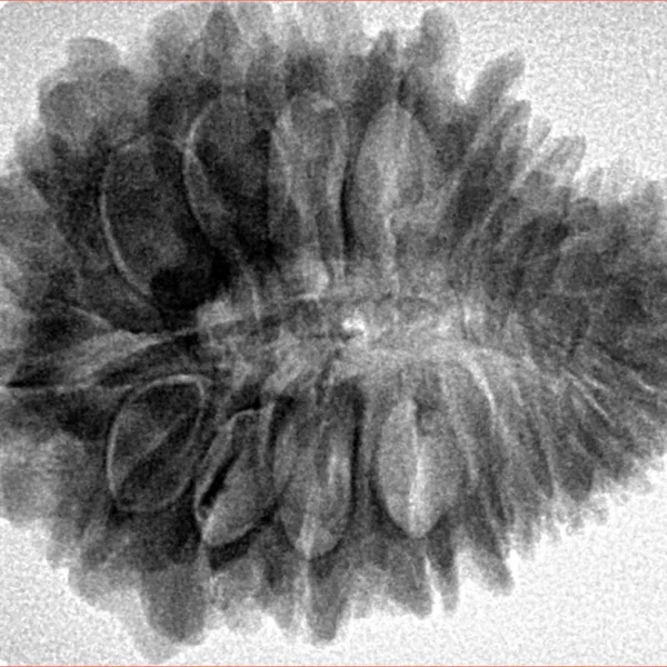 20 Mukhi Rudraksha 29.9mm 5.67gm - Inverse xray