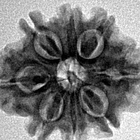 8 Mukhi Rudraksha 20.6mm 2.59gm - Inverse xray