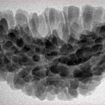 1 Mukhi Rudraksha 34.6mm 5gm - Inverse xray