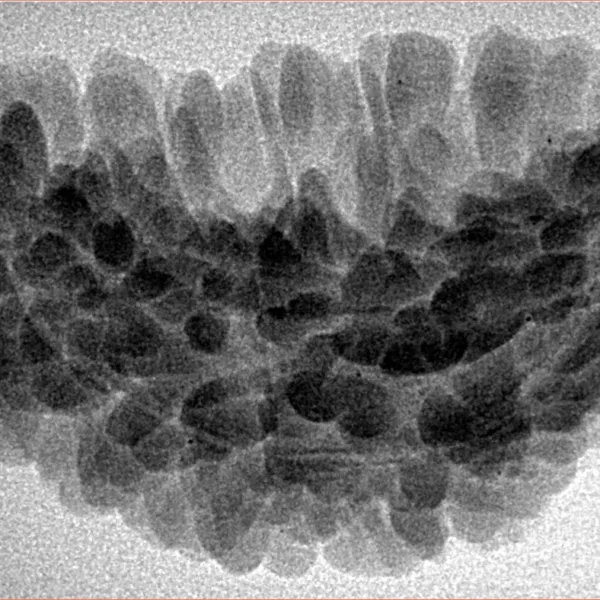 1 Mukhi Rudraksha 34.6mm 5gm - Inverse xray