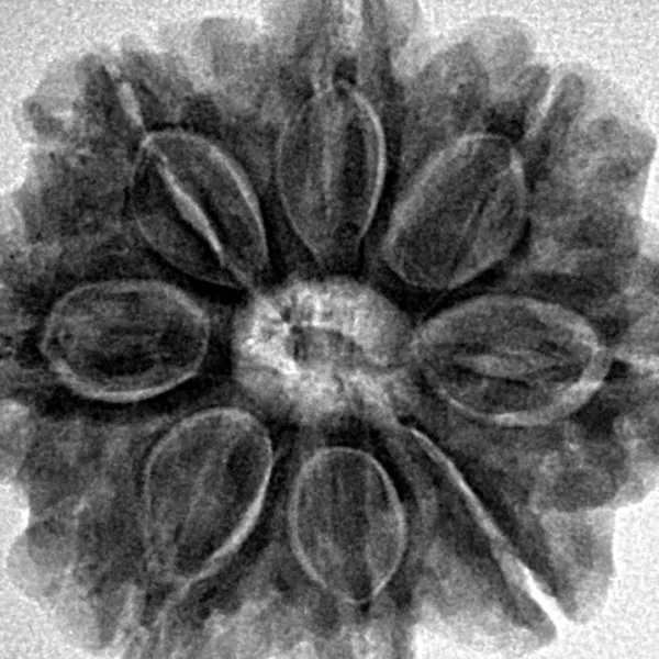 8 Mukhi Rudraksha 26.8mm 6.23gm - Inverse xray