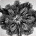 8 Mukhi Ganesh 31.8mm 5.77gm - Inverse xray