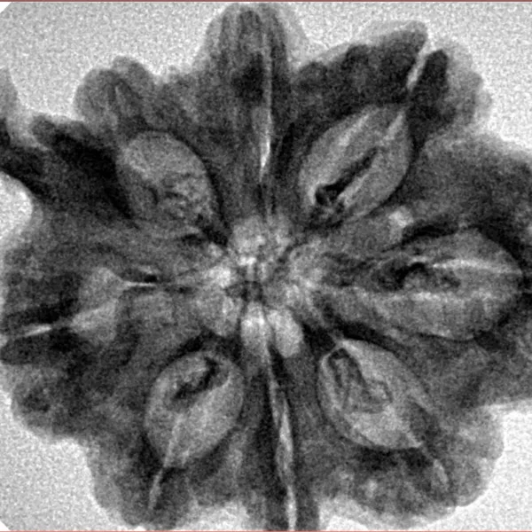 8 Mukhi Ganesh 31.8mm 5.77gm - Inverse xray