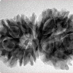 13 Mukhi Gaurishankar 33.7mm 5.78gm - Inverse xray