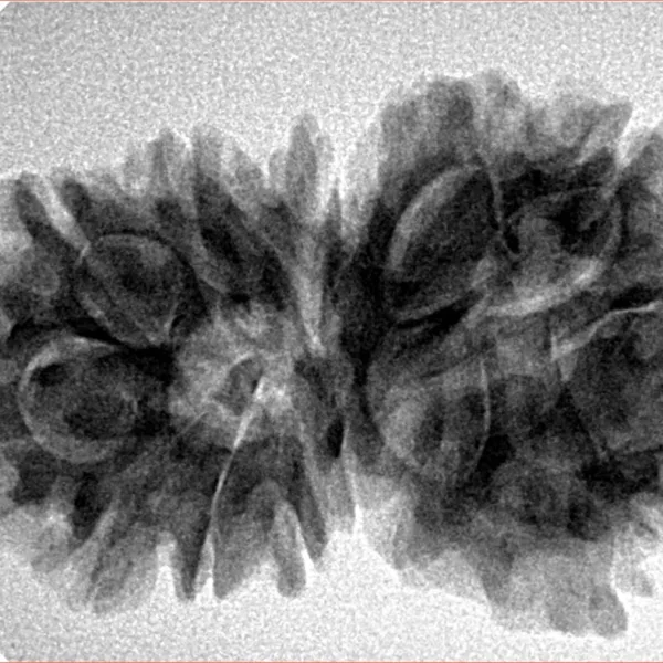 13 Mukhi Gaurishankar 33.7mm 5.78gm - Inverse xray