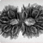 13 Mukhi Gaurishankar 33.4mm 5.64gm - Inverse xray