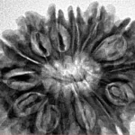 14 Mukhi Rudraksha 30.2mm 5.33gm - Inverse xray