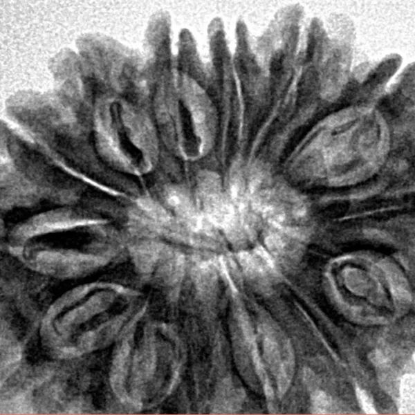 14 Mukhi Rudraksha 30.2mm 5.33gm - Inverse xray