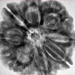 8 Mukhi Rudraksha 29.4mm 7.67gm - Inverse xray