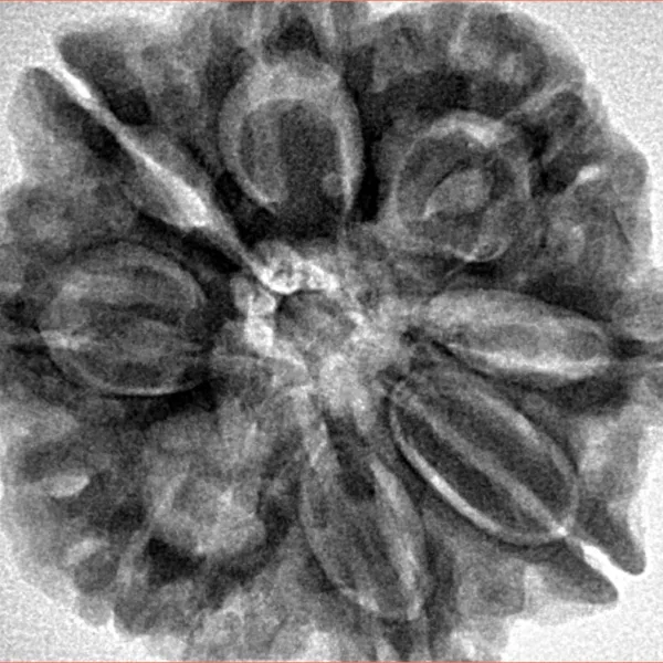 8 Mukhi Rudraksha 29.4mm 7.67gm - Inverse xray