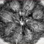 8 Mukhi Rudraksha 33.3mm 7.43gm - Inverse xray