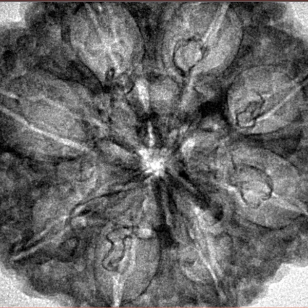 8 Mukhi Rudraksha 33.3mm 7.43gm - Inverse xray