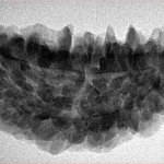 1 Mukhi Rudraksha 35.8mm 5.75gm - Inverse xray