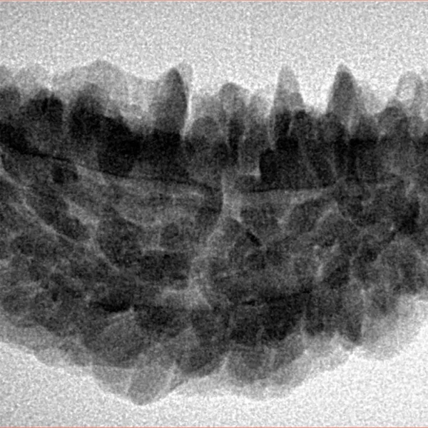 1 Mukhi Rudraksha 35.8mm 5.75gm - Inverse xray