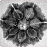 7 Mukhi Rudraksha 26.1mm 5.52gm - Inverse xray